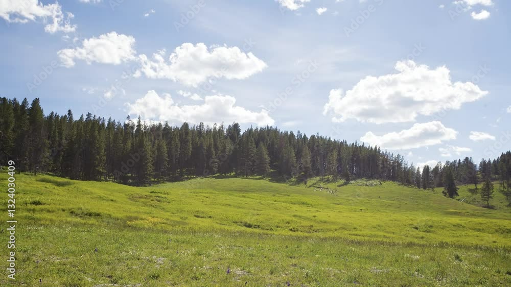 Lush Green Meadow with Pine Forest Under Blue Sky Lush Green Meadow with Pine Forest Under Blue Sky