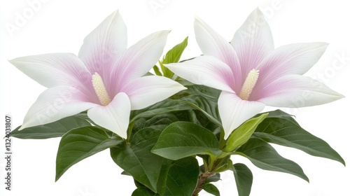 Elegant white flowers with pink centers on pristine white background stunning floral display