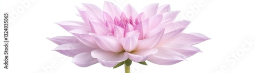 Vibrant pink flower isolated on white stunning closeup for natural beauty and floral design