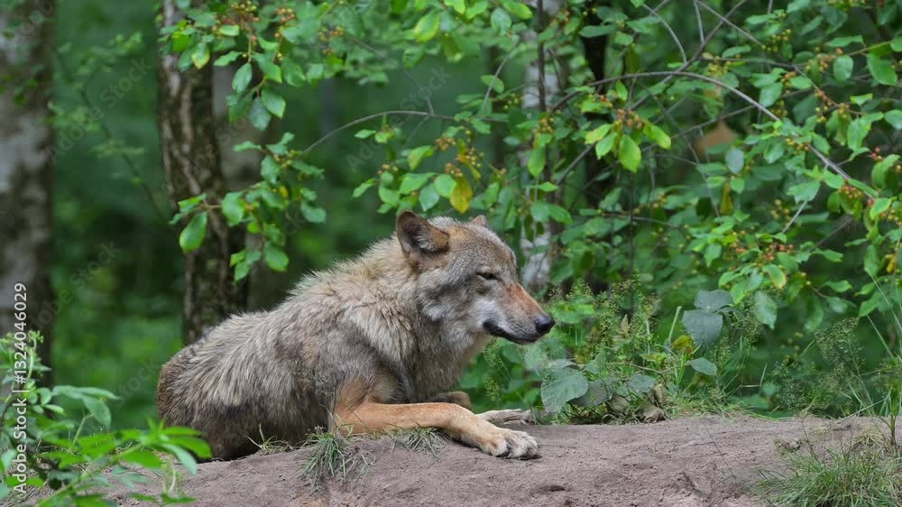 Wolf, Canis Lupus, Adult, Wald, Sommer, Deutschland Wolf, Canis Lupus, Adult, Wald, Sommer, Deutschland