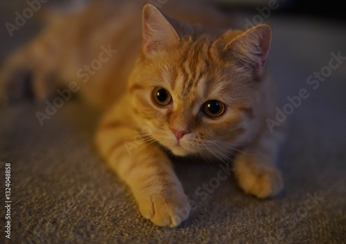 Photos 天使のような猫