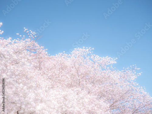 桜の花のある風景。まばゆい日差しに照らされてふんわりとボケた様子。