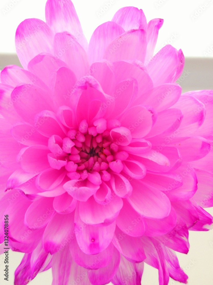 aster flower grows in apartment close-up aster flower grows in apartment close-up