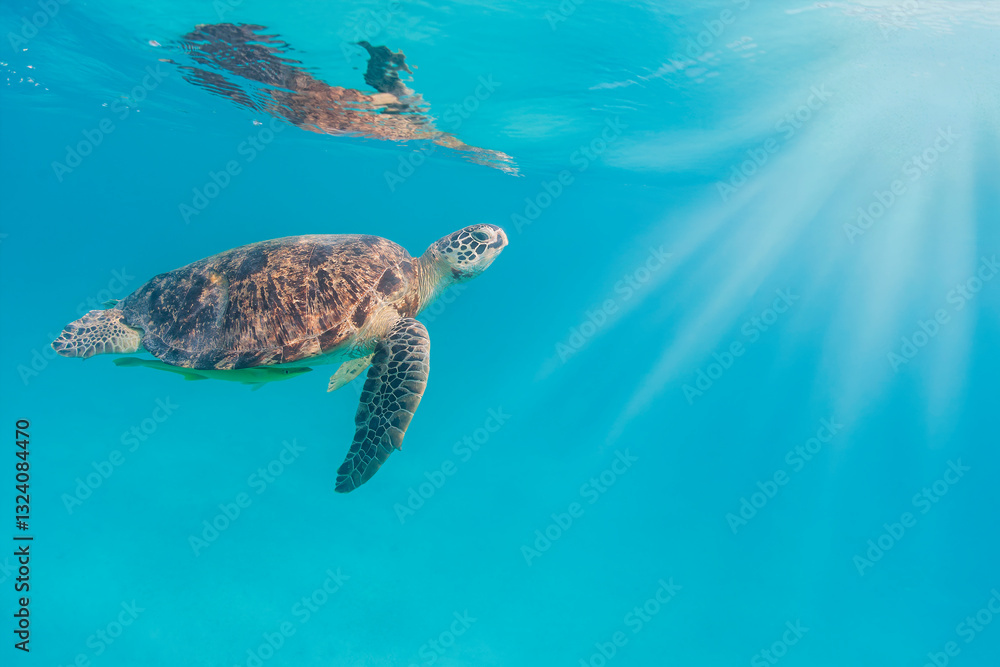 Obraz premium Green Turtle at Perhentian island, Malaysia