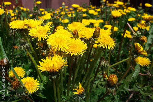 Obraz na płótnie meadow with blooming dandelions w salonie