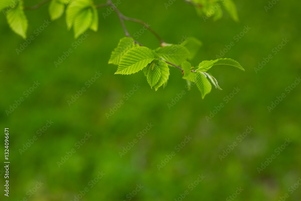 Spring natura blurred background with leaves copy space Spring natura blurred background with leaves copy space