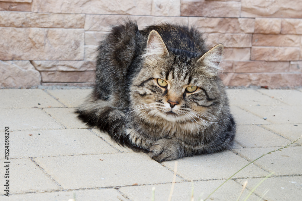 cat lies on floor near opened door
