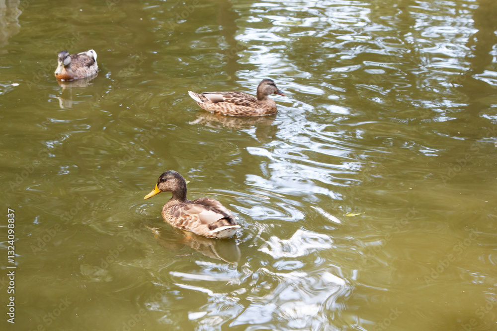 duck swims in pond