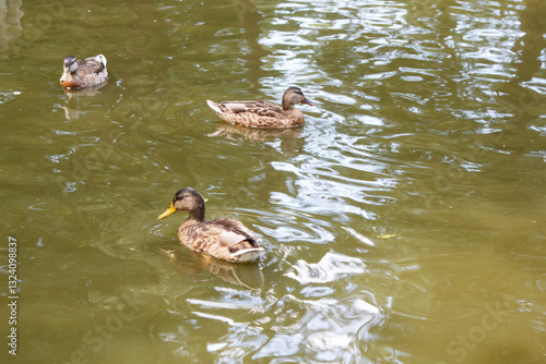 Obraz na płótnie duck swims in pond w salonie