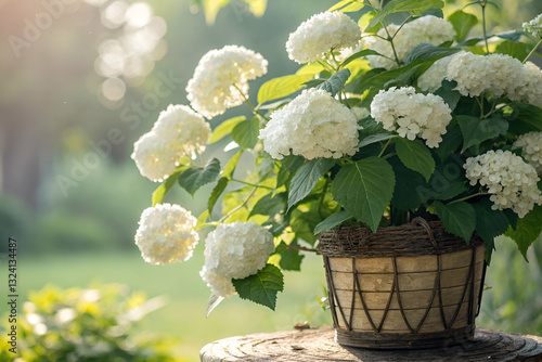Beautiful hydrangea flowers in a rustic wooden basket on a sunny day in a tranquil garden setting with soft bokeh background and vibrant greenery