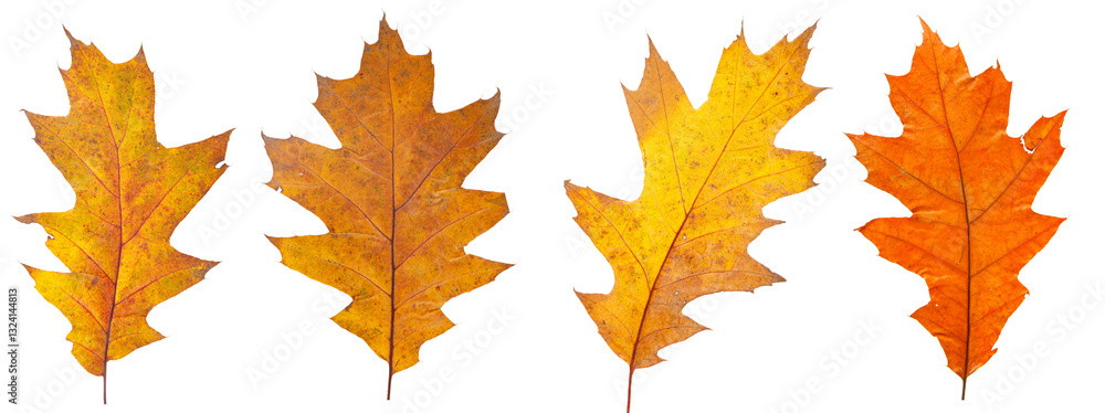 Obraz premium Set of autumn leaves isolated on white background. High resolution