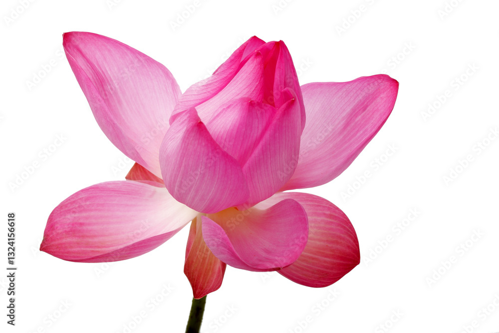 Fototapeta premium Beautiful Pink Lotus Flower Isolated on White Background