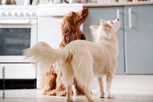 Photography Two dogs at home waiting for food for breakfast