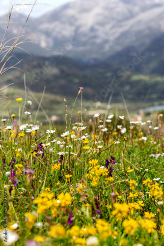 Mountain meadow with blooming wild flowers at the foot of the mountains