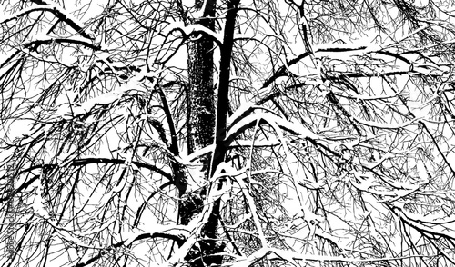Silhouette of a tree covered with snow on a white background. Vector realistic black and white illustration of a linden tree in winter, after a snowfall.