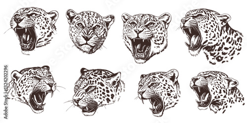 Leopard sketches with diverse expressions showcasing detailed fur markings and fierce attitudes