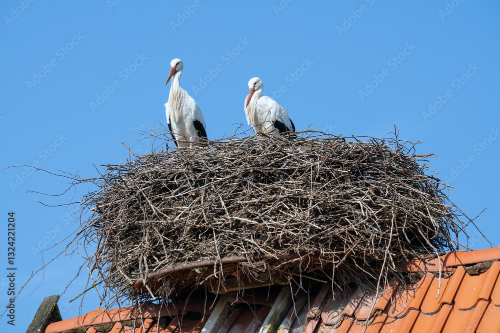 Fototapeta premium Störche im Nest. 