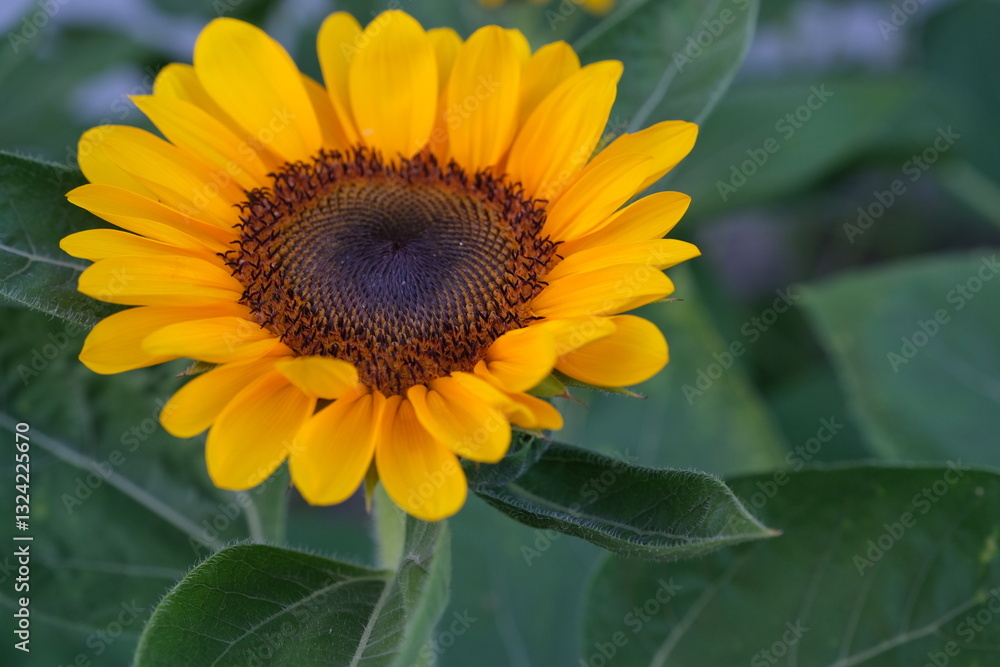 Obraz premium Yellow sunflowers with green leaves are blooming in a park.