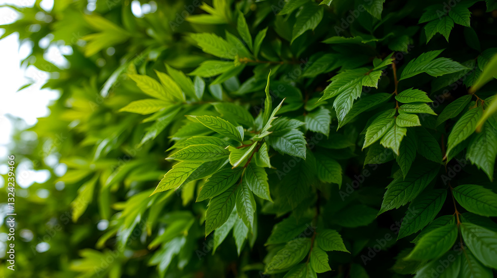 Detailed Macro Closeup of a Lush Tree Leaves in Natural Environment Detailed Macro Closeup of a Lush Tree Leaves in Natural Environment