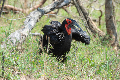 Bucorve du Sud, Grand calao terrestre, Bucorvus leadbeateri, Southern Ground Hornbill photo