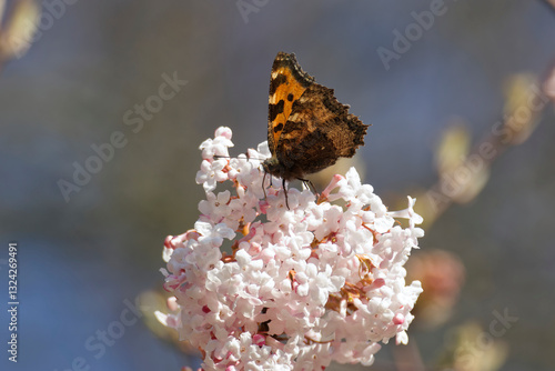 Large tortoiseshell (Nymphalis polychloros) perched on a white flower in Zurich, Switzerland photo