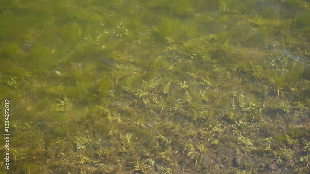 Water ripples in river, India Water ripples in river, India