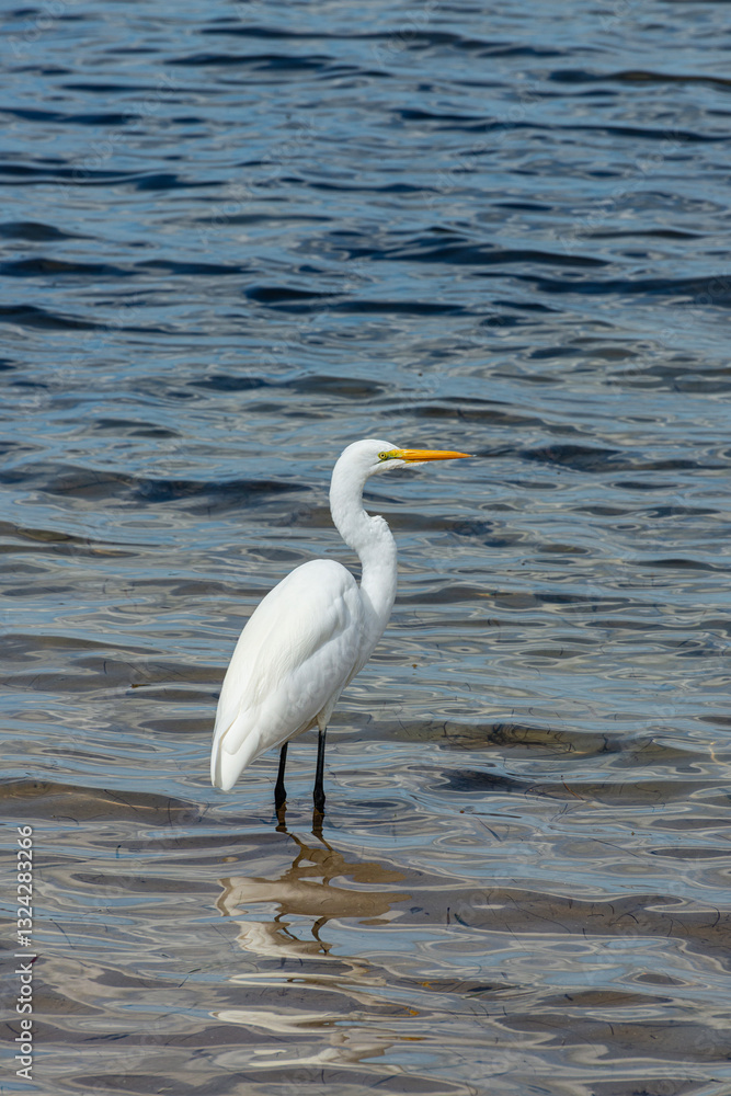 Great white egret profile Great white egret profile