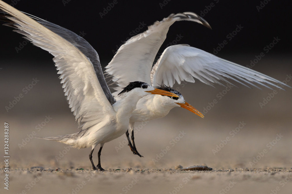 Lesser Crested Terns trying to take the fish lying on the ground at tubli, Bahrain Lesser Crested Terns trying to take the fish lying on the ground at tubli, Bahrain