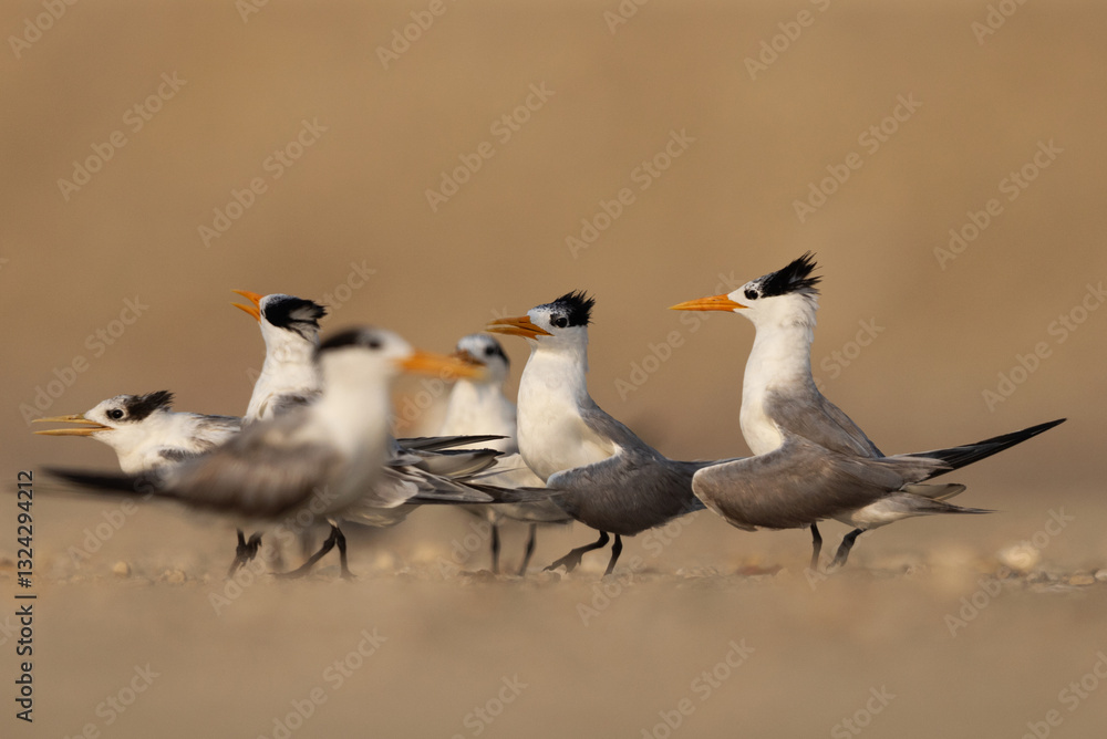Fototapeta premium Courtship dance of Lesser Crested Tern at Tubli bay, Bahrain