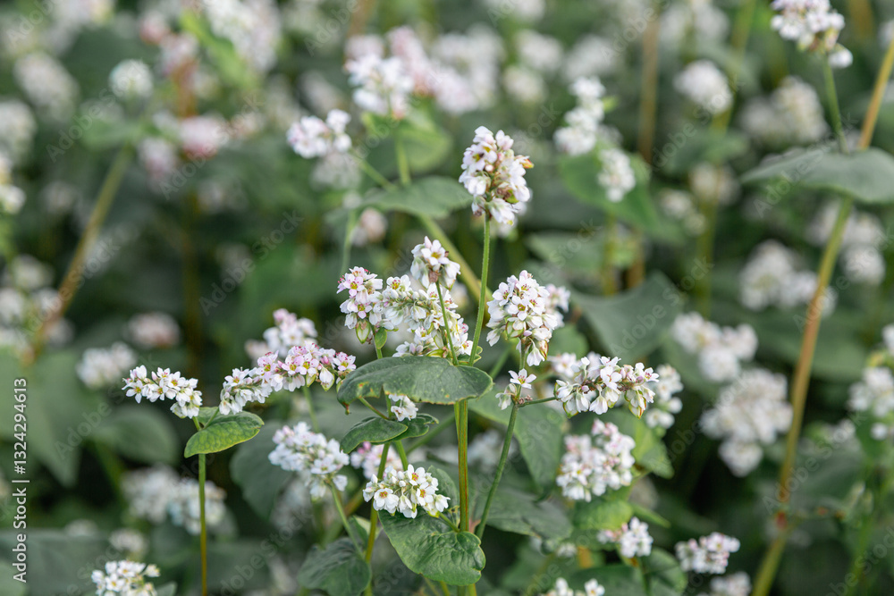 Close up of flowers of buckwheat. Blooming buckwheat field Close up of flowers of buckwheat. Blooming buckwheat field