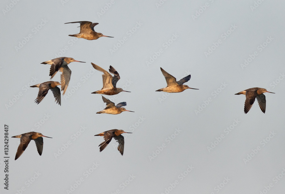 Obraz premium Bar-tailed Godwitsin flight at mameer coast of Bahrain