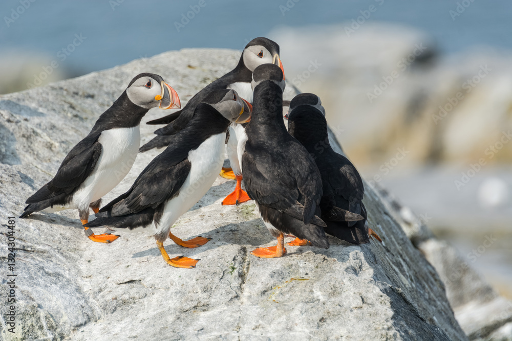 Fototapeta premium A lively gathering of Atlantic puffins perched on rugged rocks, with the ocean stretching beyond.