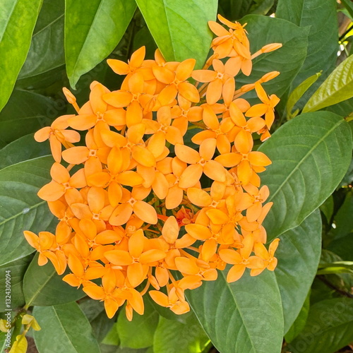 Colorful and beautiful yellow ixora flowers blooming in Malaysia