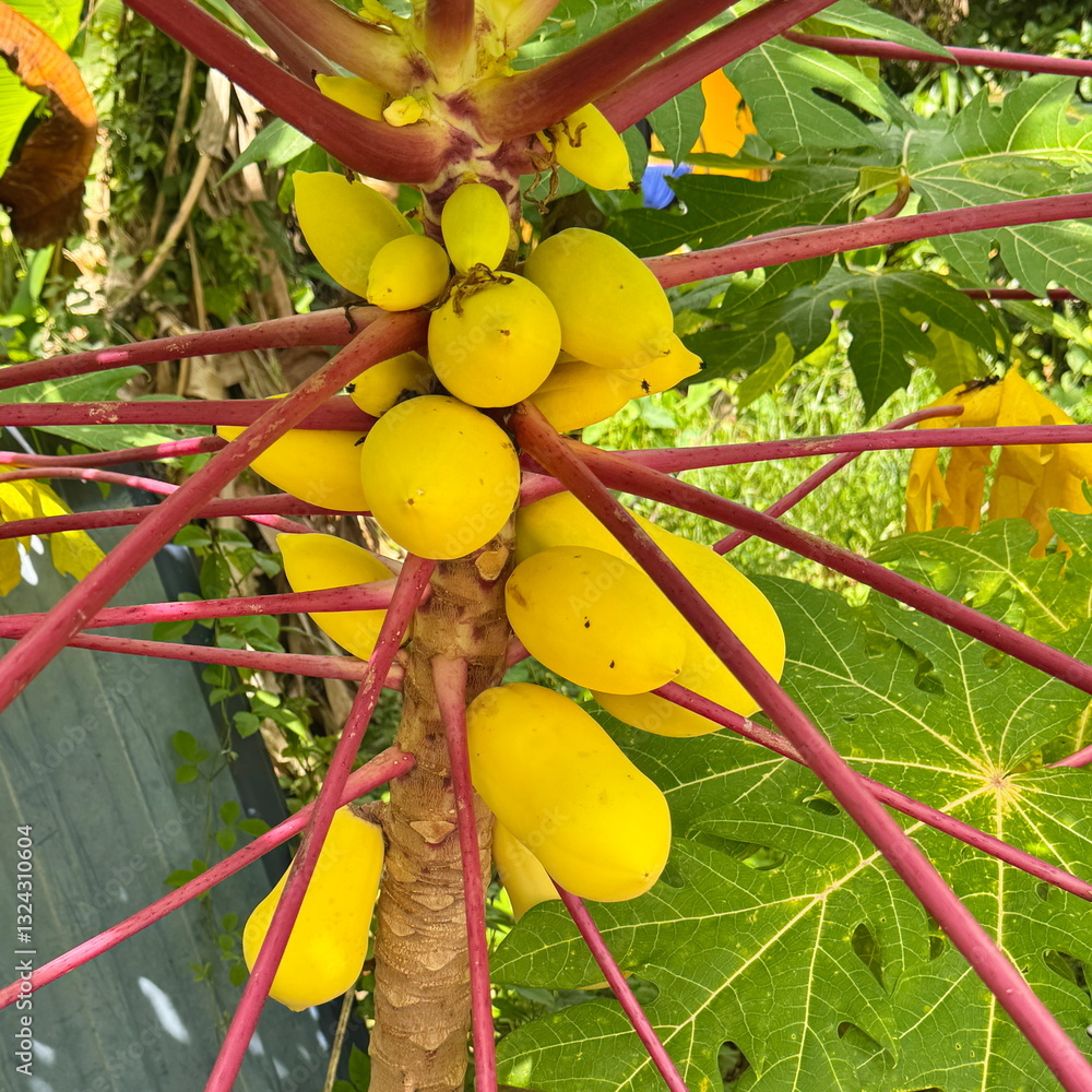 Golden papayas growing on the tree in Malaysia