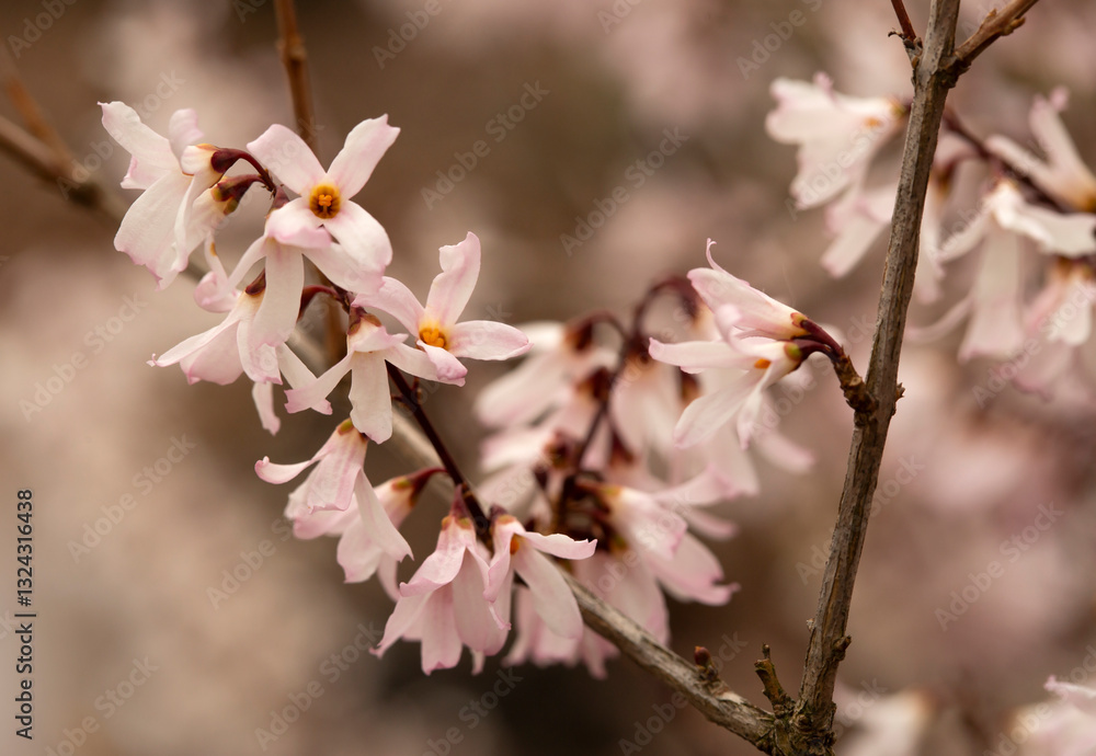 Krzew ozdobny. Abeliofylum koreańskie - biała forsycja (abeliophyllum distichum).