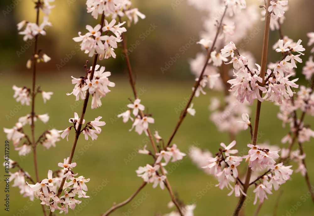 Krzew ozdobny. Abeliofylum koreańskie - biała forsycja (abeliophyllum distichum).
