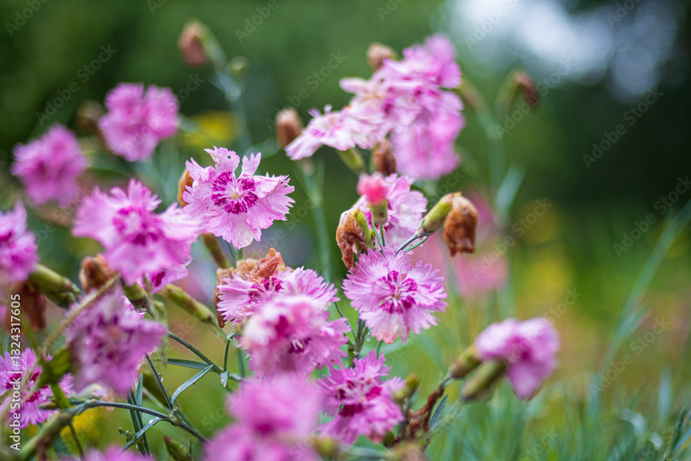 Lush pink blossoms sway gently in the breeze, celebrating spring's arrival in a colorful garden Lush pink blossoms sway gently in the breeze, celebrating spring's arrival in a colorful garden
