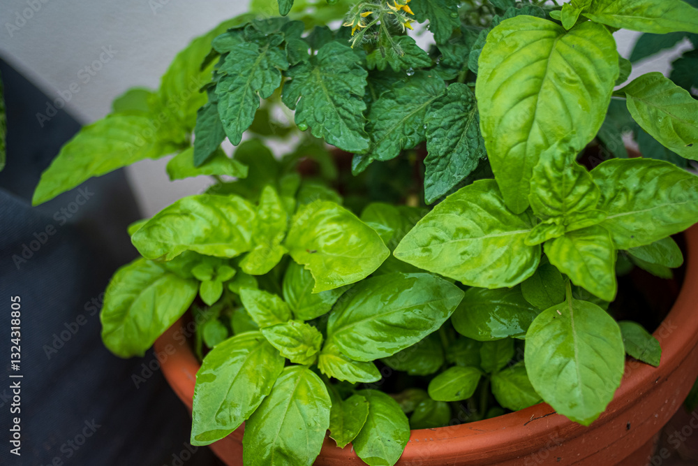 Fresh basil and mint leaves flourish together in a terracotta pot, enjoying the warm sunlight Fresh basil and mint leaves flourish together in a terracotta pot, enjoying the warm sunlight