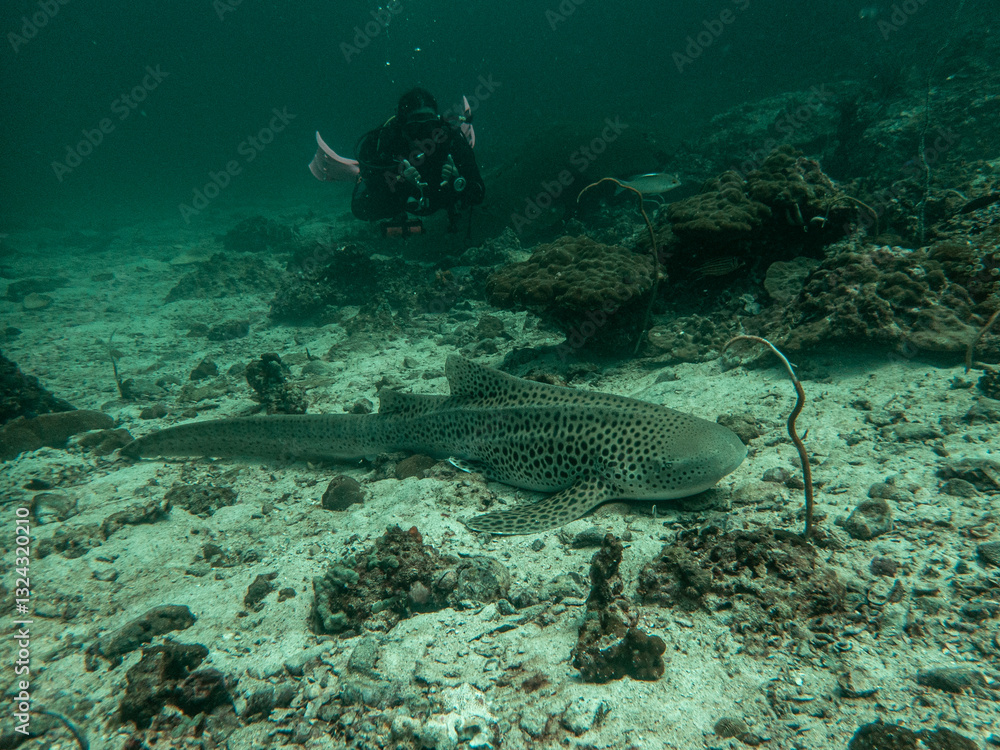 Obraz premium Leopard shark