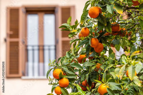 Orange tree in front of a mediterranean window, Majorca, Mallorca, Balearic Islands, Spain, Europe