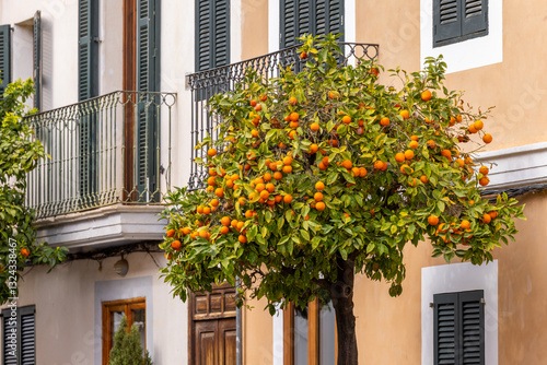 Orange tree in front of mediterranean townhouses in Palma, Majorca, Mallorca, Balearic Islands, Spain, Europe