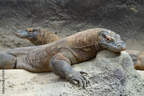 Komodo dragon animals reptiles 	

