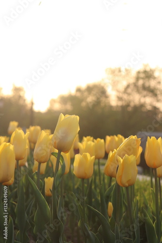 field of tulips