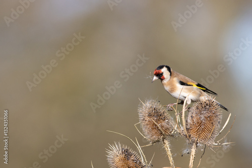 Foto Seedy two
