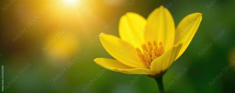 Obraz premium Delicate yellow petals gently unfolding from a slender green stem with morning sunlight filtering through, unfold, petals