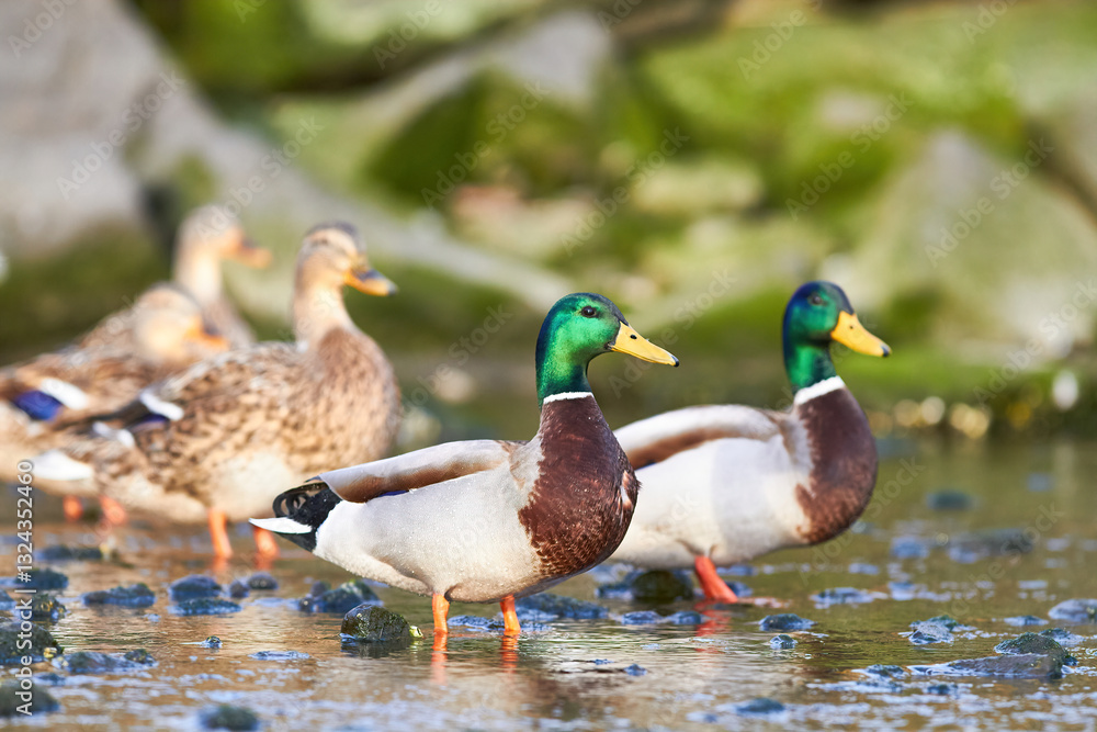 mallard duck standing in water mallard duck standing in water