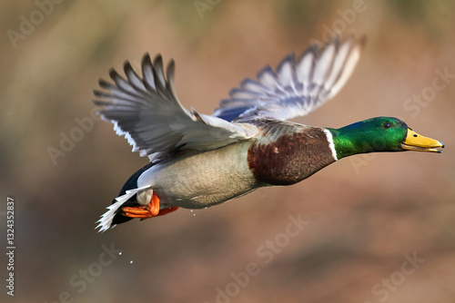mallard duck in flying in air