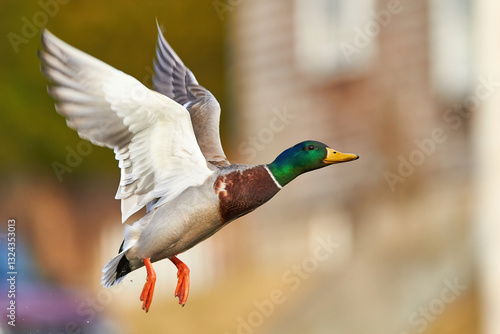 Tableau sur toile mallard duck in flying in air
