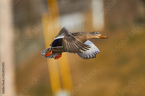 mallard duck in flying in air