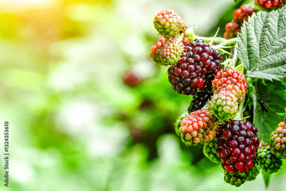 A bunch of ripe blackberry fruits on a branch with green leaves.Ripe blackberry fruits in the garden or forest.Blackberry harvest. A bunch of ripe blackberry fruits on a branch with green leaves.Ripe blackberry fruits in the garden or forest.Blackberry harvest.